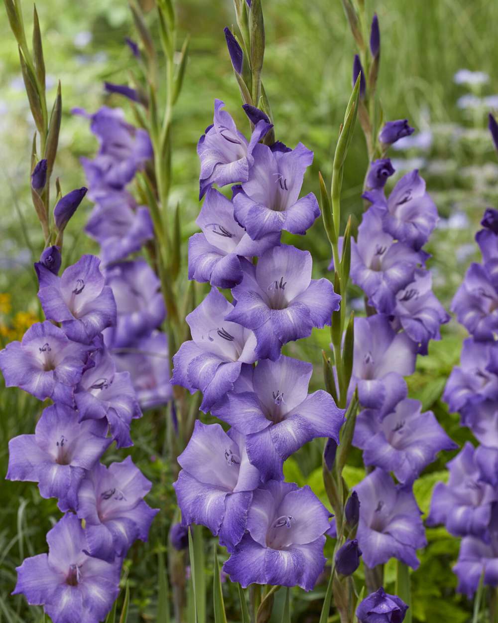 Gladiolus 'Performer®'
